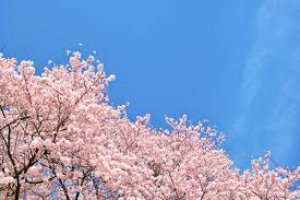 【福岡香椎Baron直伝】激戦の4月を乗り切る！🔥 リピーターを増やして安定収入をGETする4つの秘訣💖