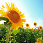 【夏の予定はコレで決まり！】7月・8月はチャットレディ繁忙期！絶対稼げる3つの狙い目時期とは？